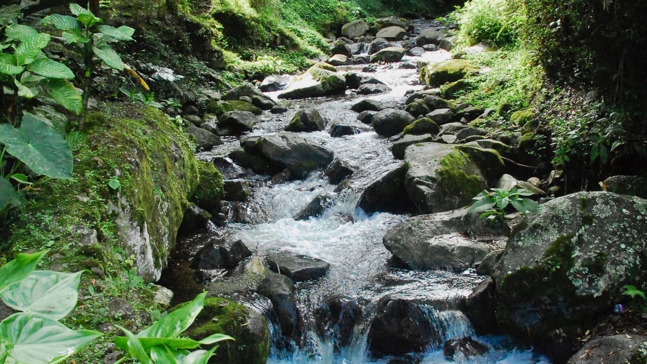 Photo of Outdoor in Pacuare Reserve