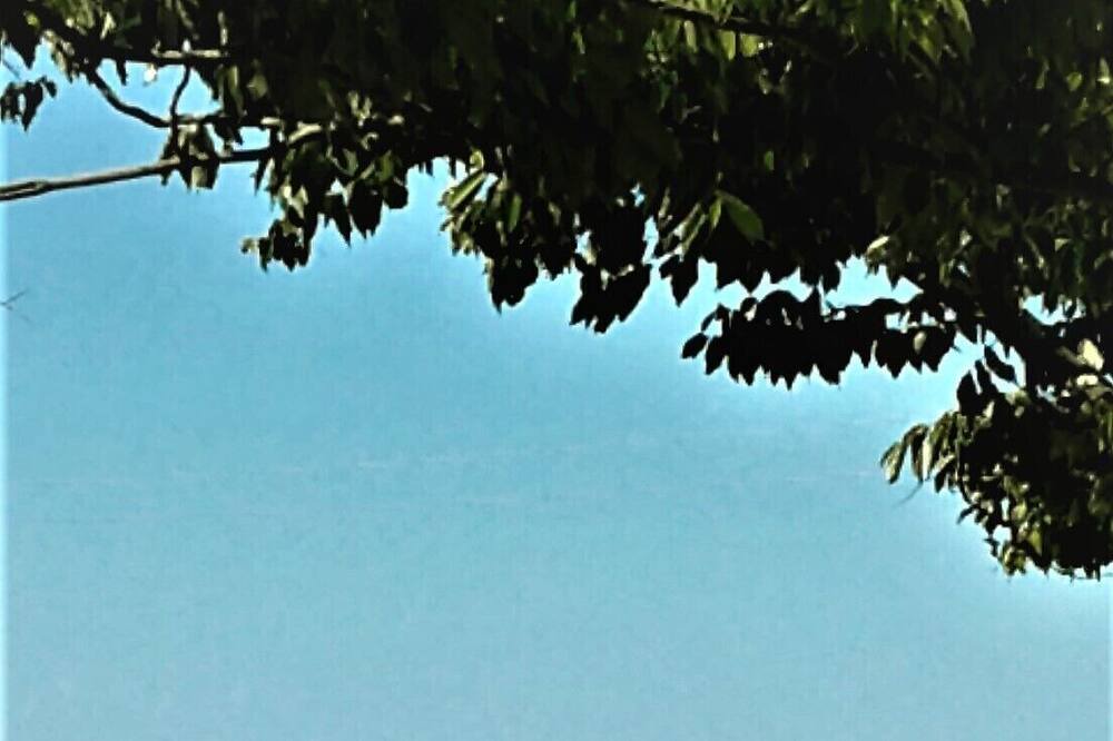 Photo of Outdoor in Forest