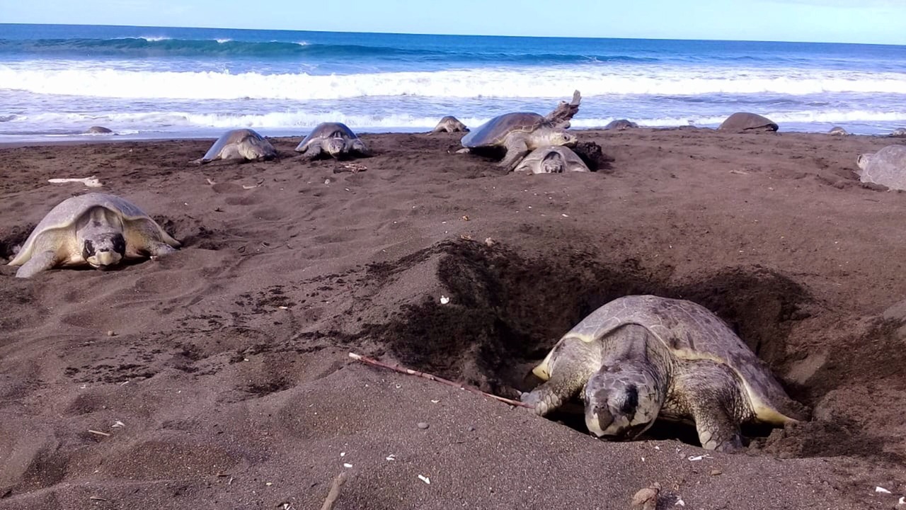 Photo of Others in Ostional