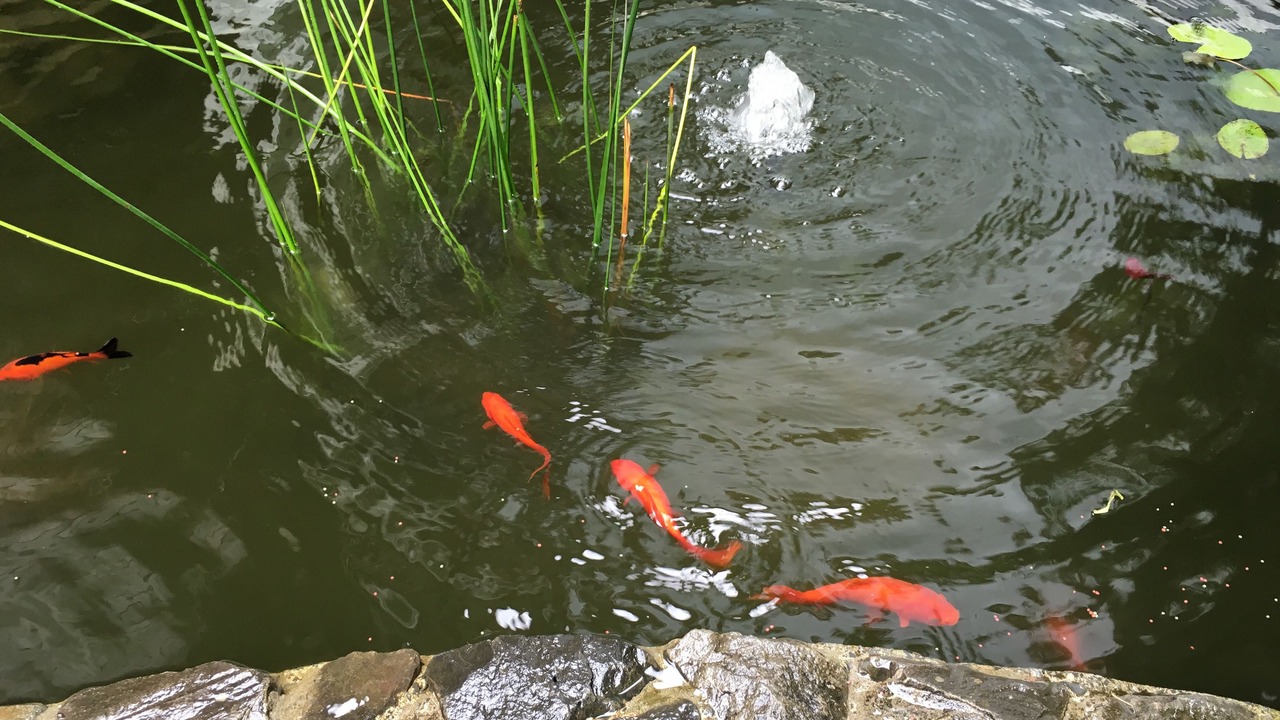 Photo of Outdoor in Kerikeri