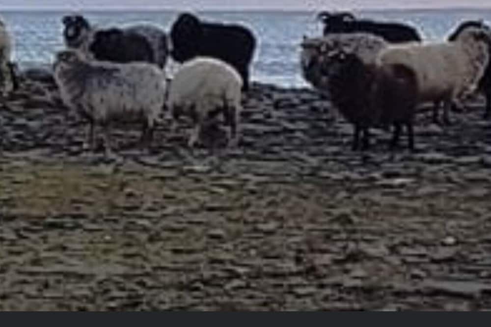 Photo of Others in North Ronaldsay