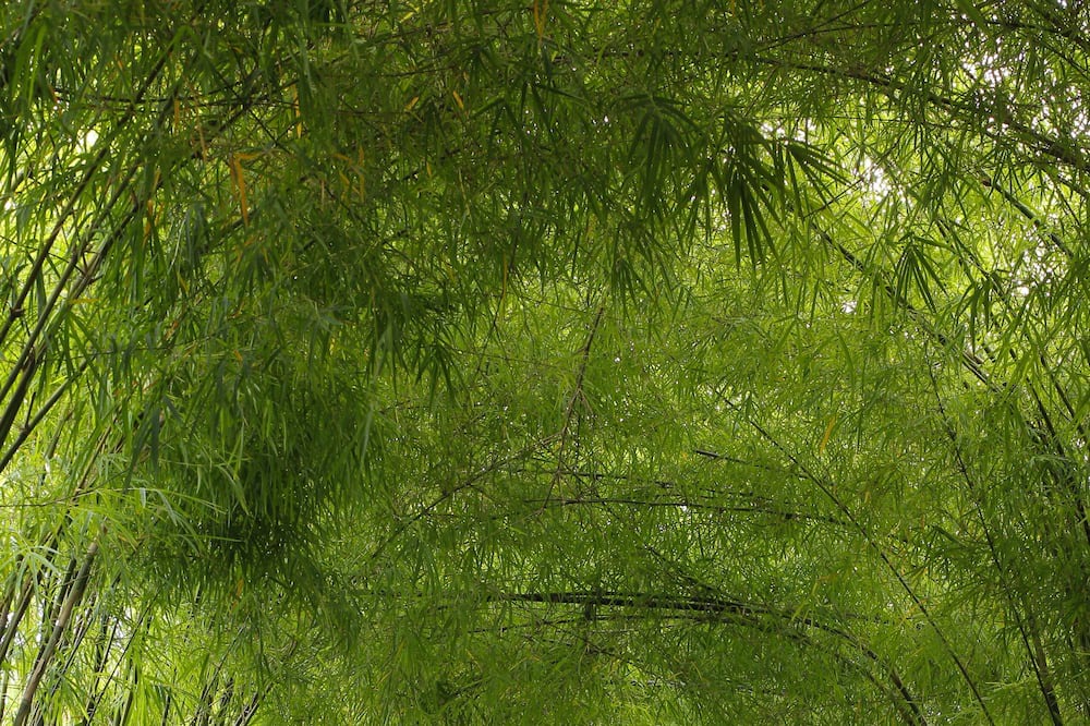 Photo of Outdoor in Nakula