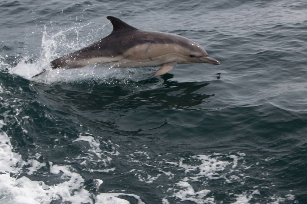 Photo of Others in Oban