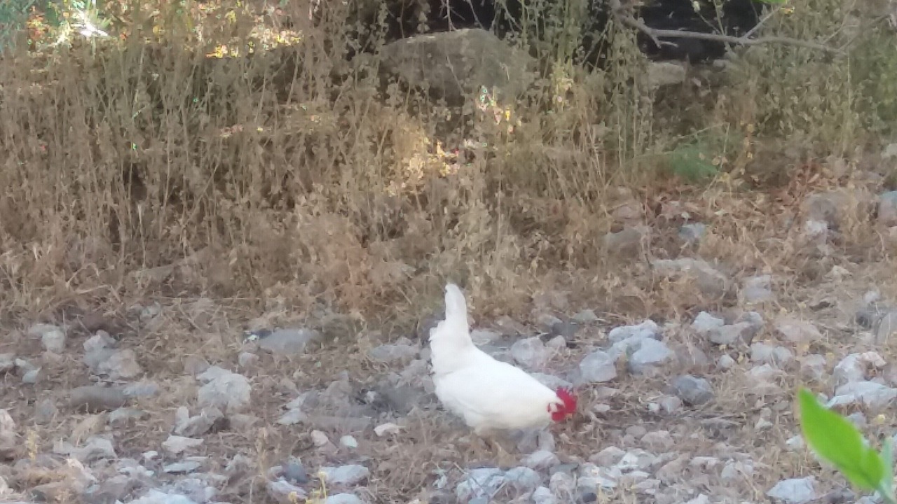 Photo of Outdoor in Gialos