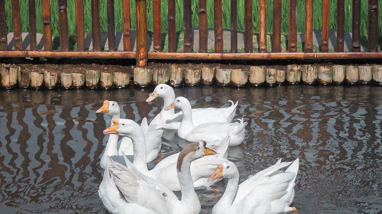 Photo of Others in Dinoyo