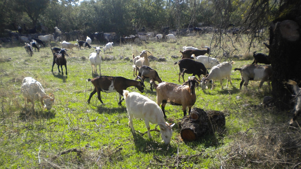 Photo of Others in Fokiano