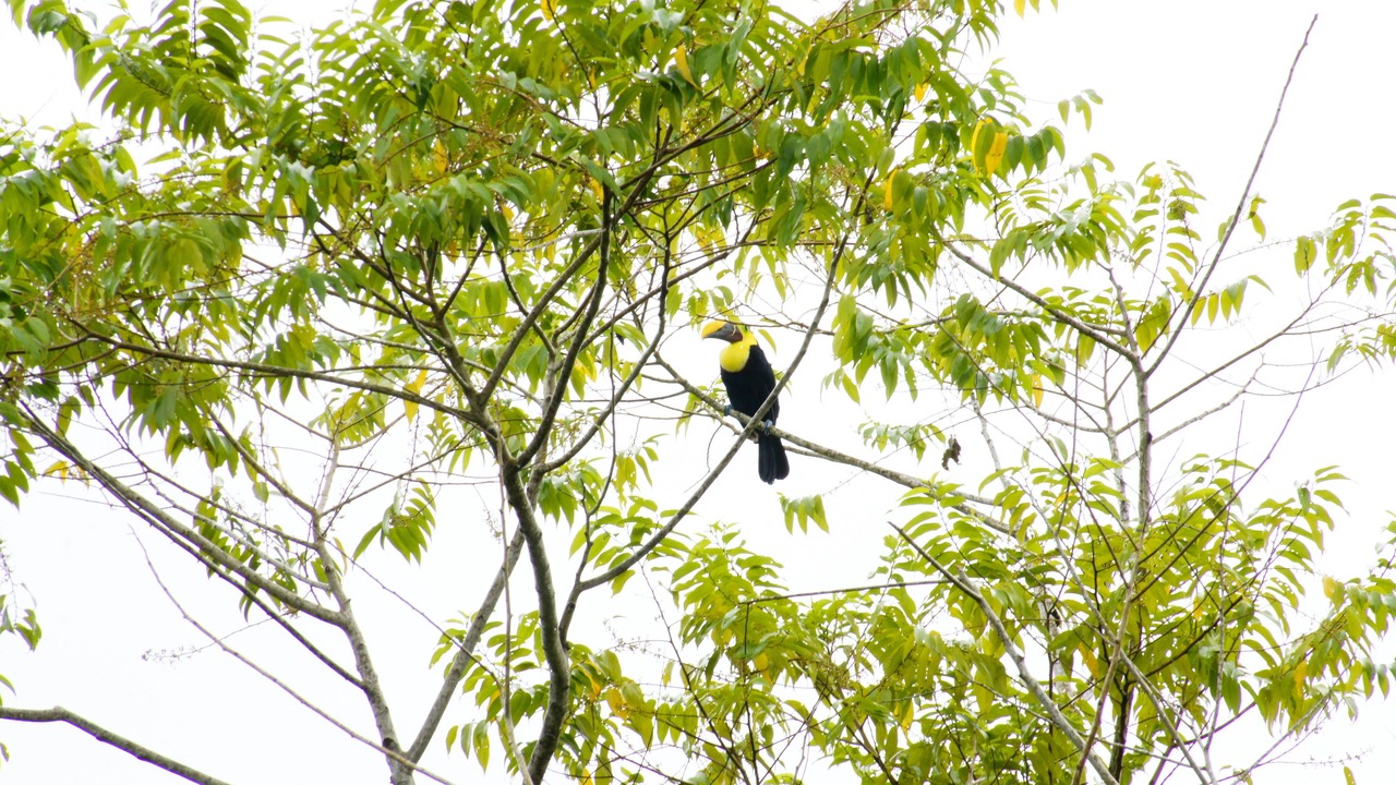 Photo of Outdoor in Sarapiqui