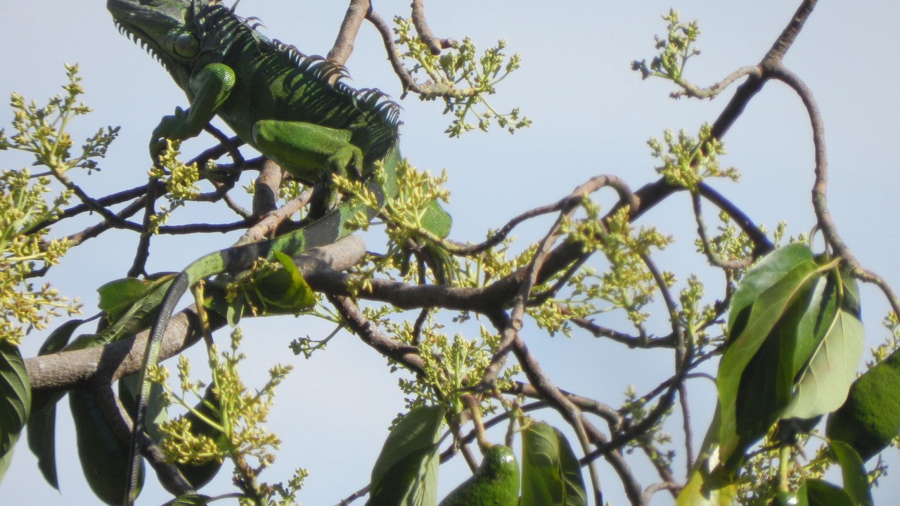 Photo of Outdoor in Sarapiqui
