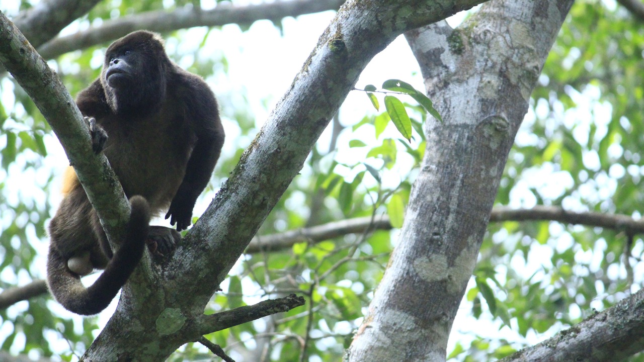 Photo of Outdoor in Sarapiqui