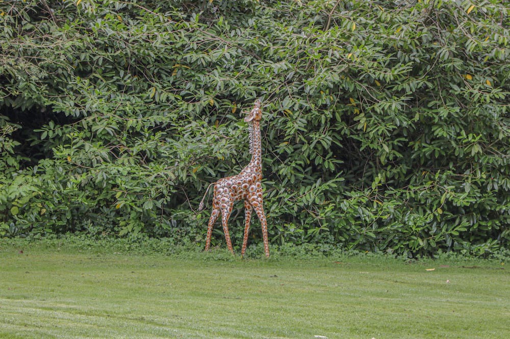 Photo of Outdoor in Melrose