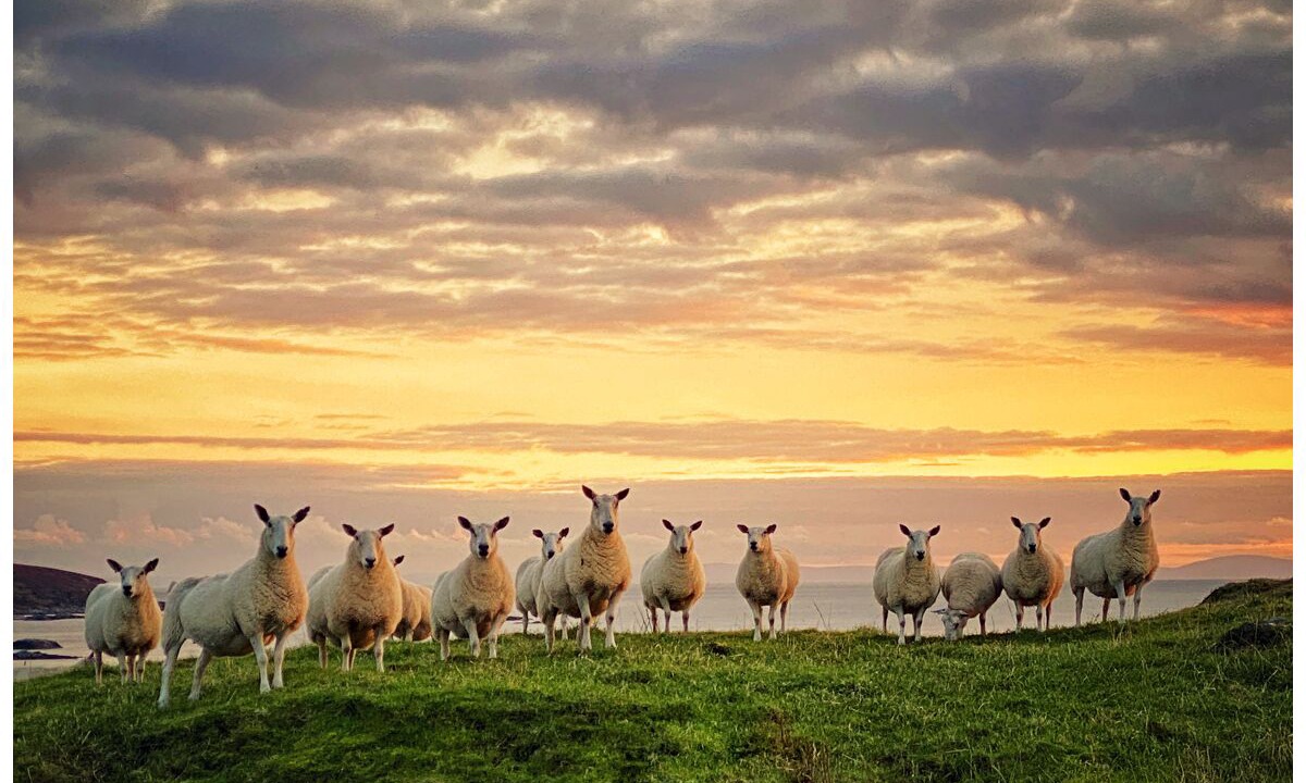 Photo of Others in Isle of Gigha