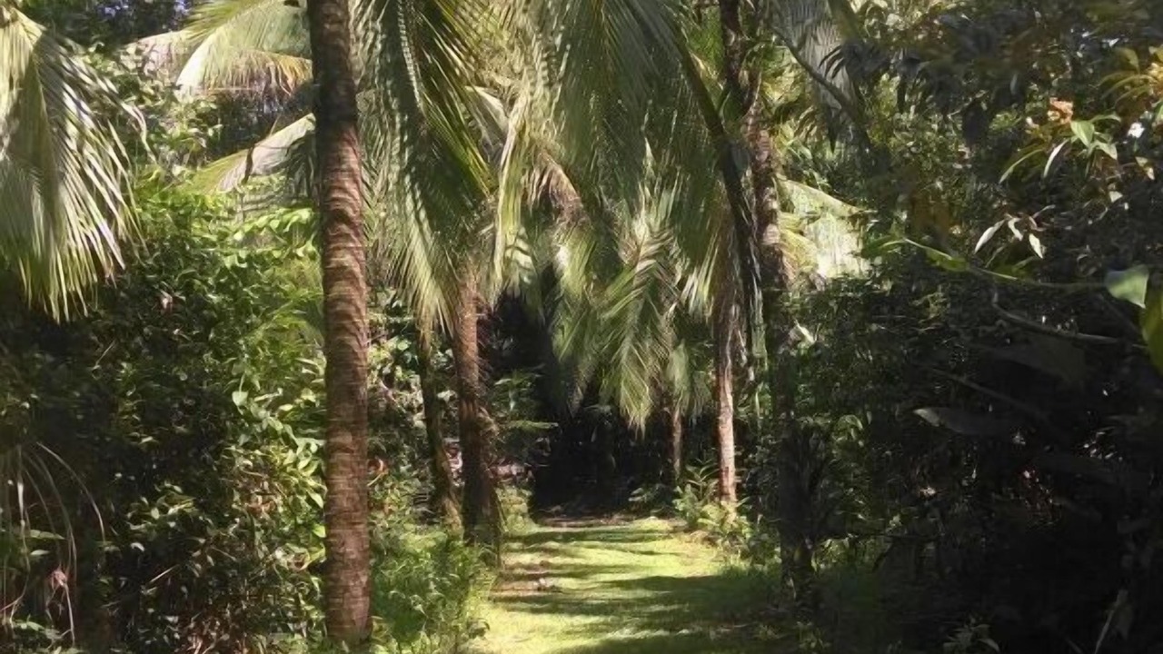 Photo of Outdoor in Barra de Pacuare