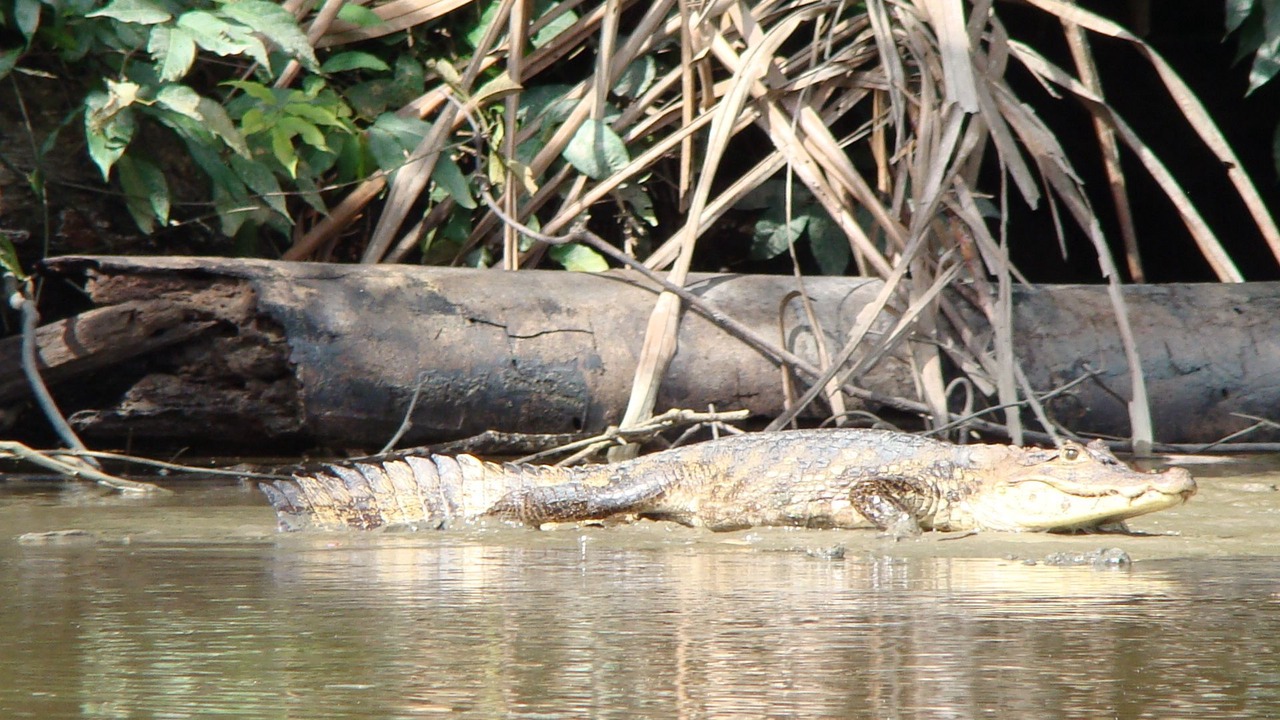 Photo of Others in Barra de Pacuare