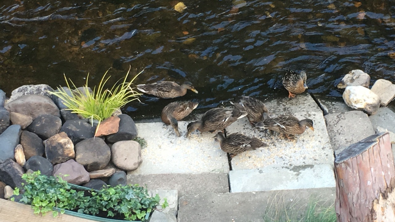 Photo of Others in Lasswade