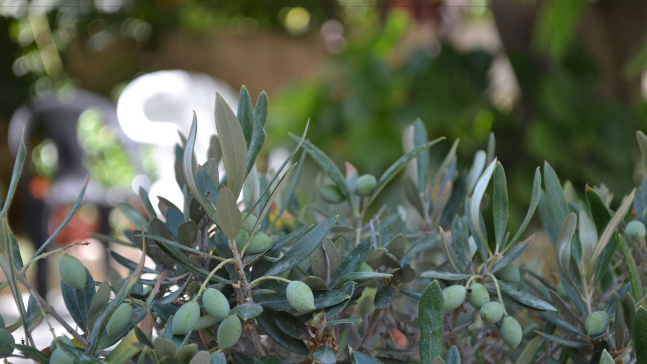 Photo of Outdoor in Elliniko-Argyroupoli