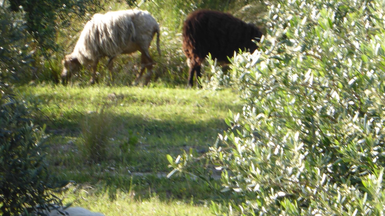 Photo of Outdoor in Kateleios