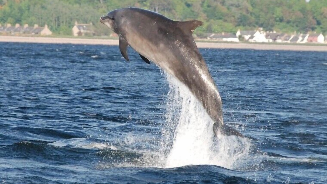 Photo of Others in Fortrose