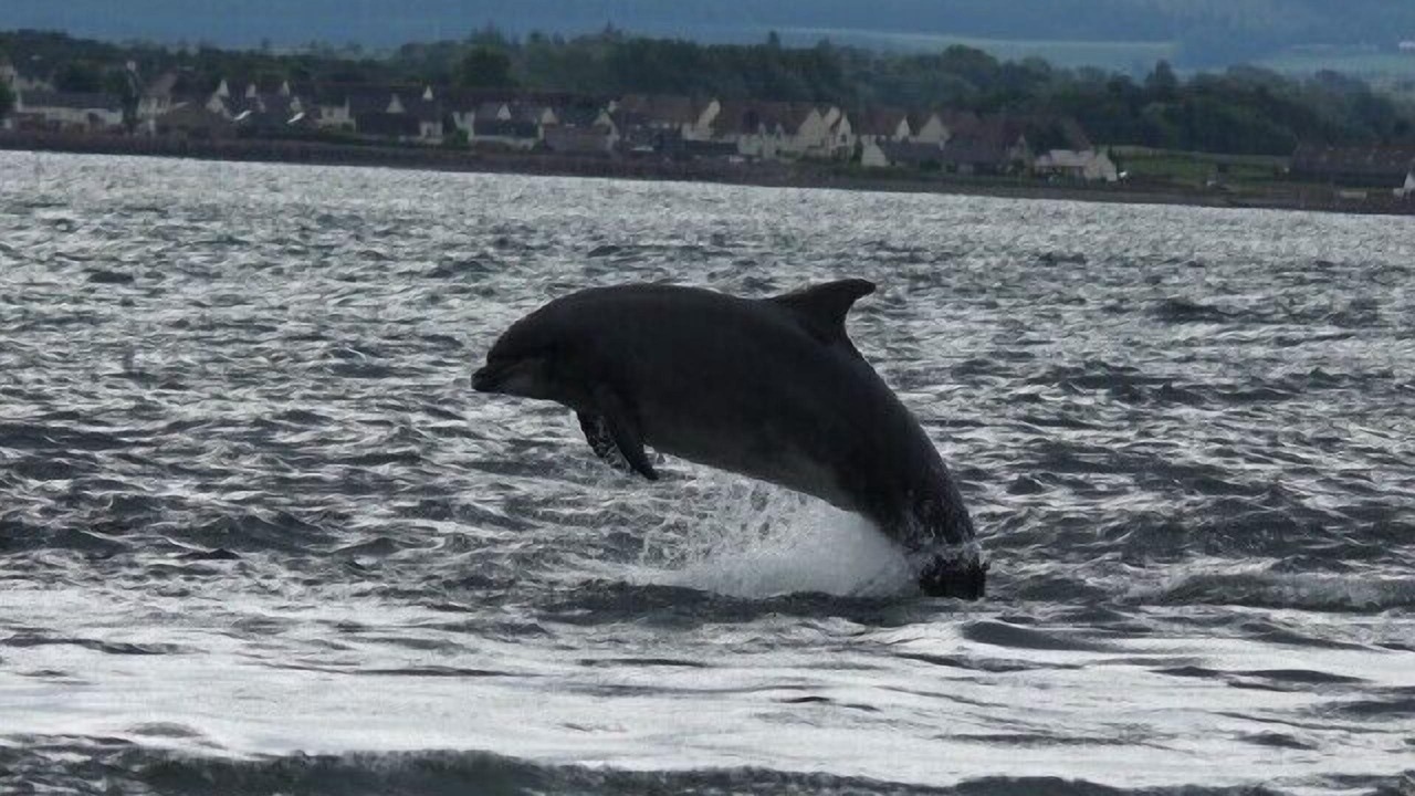 Photo of Others in Fortrose