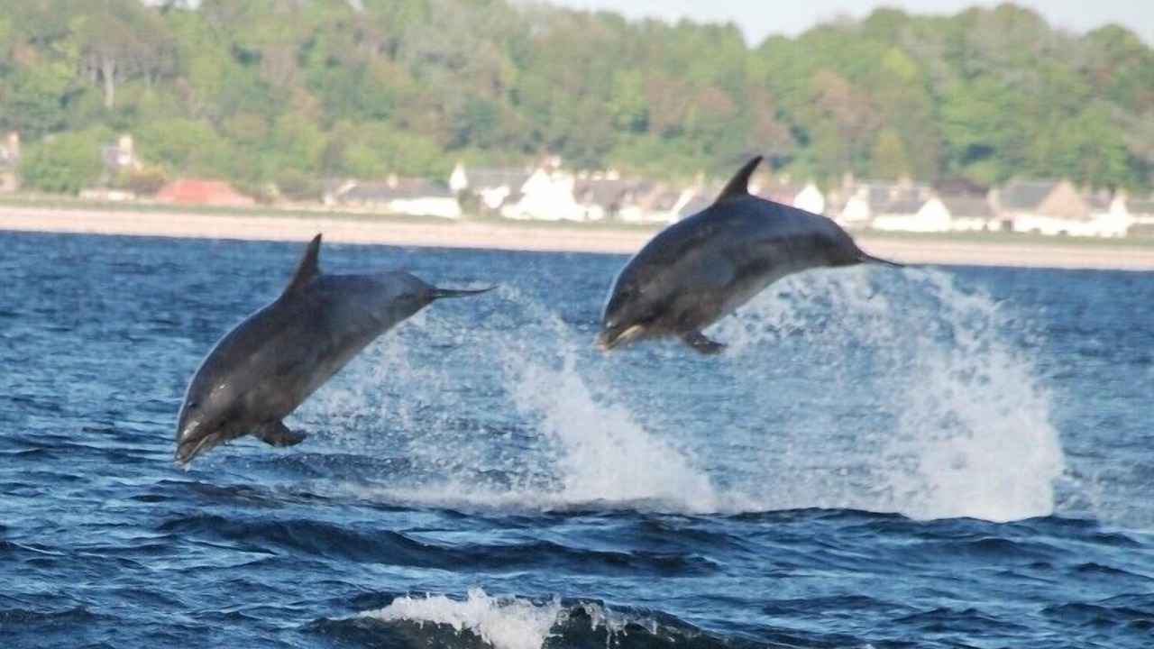 Photo of Others in Fortrose