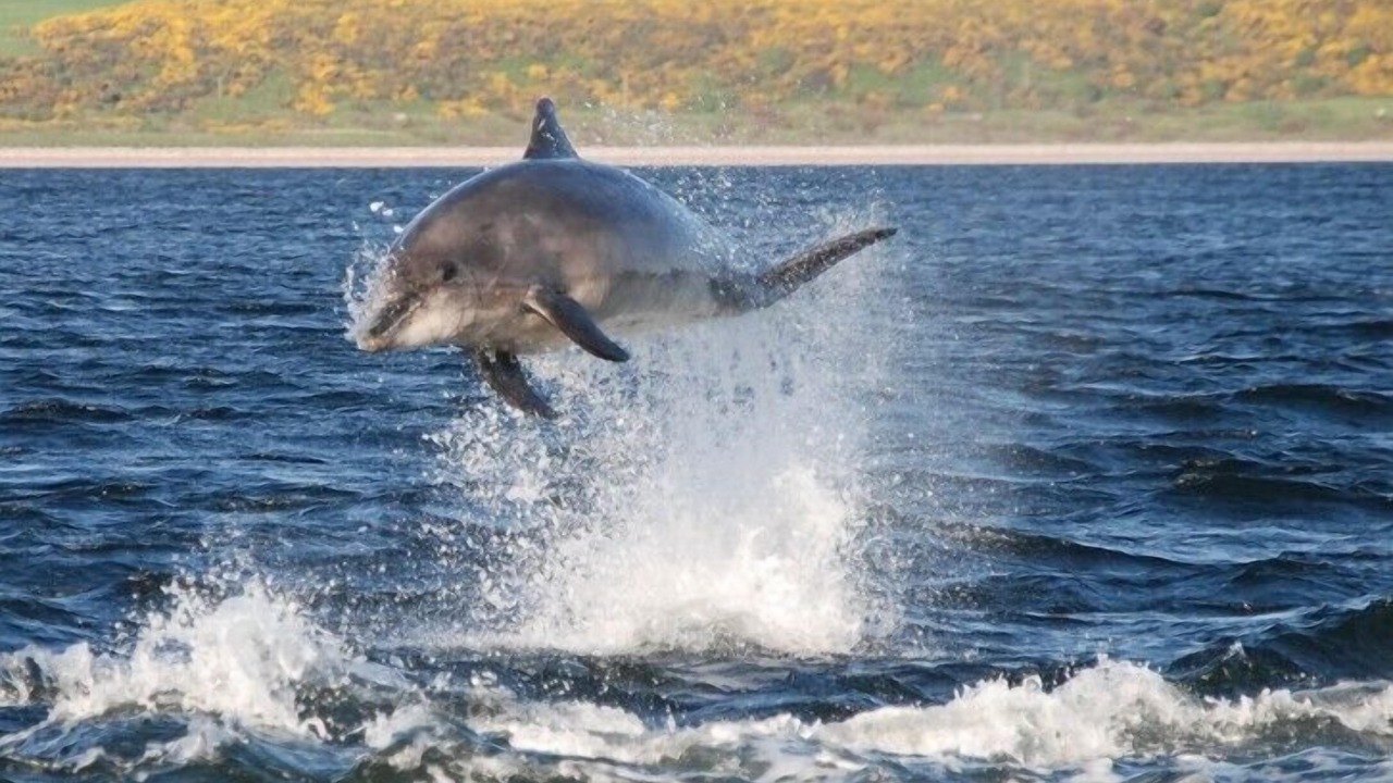 Photo of Others in Fortrose