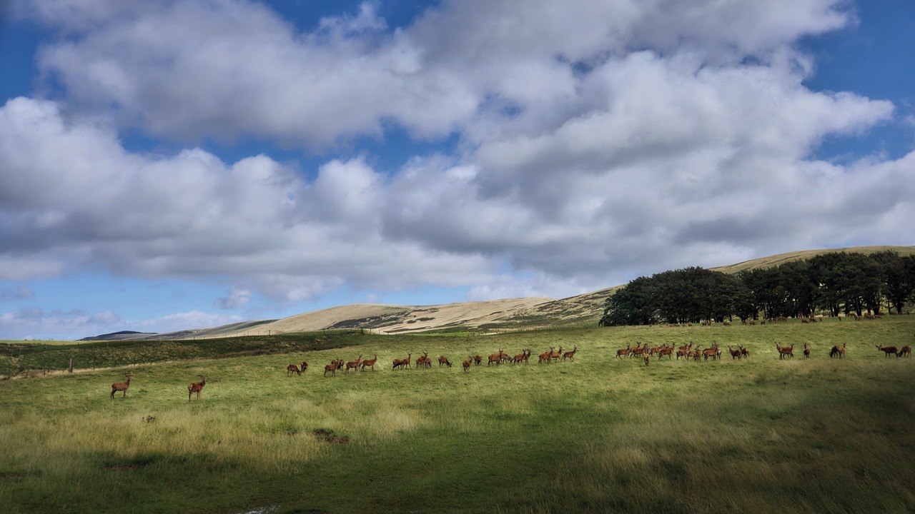 Photo of Others in Gorebridge