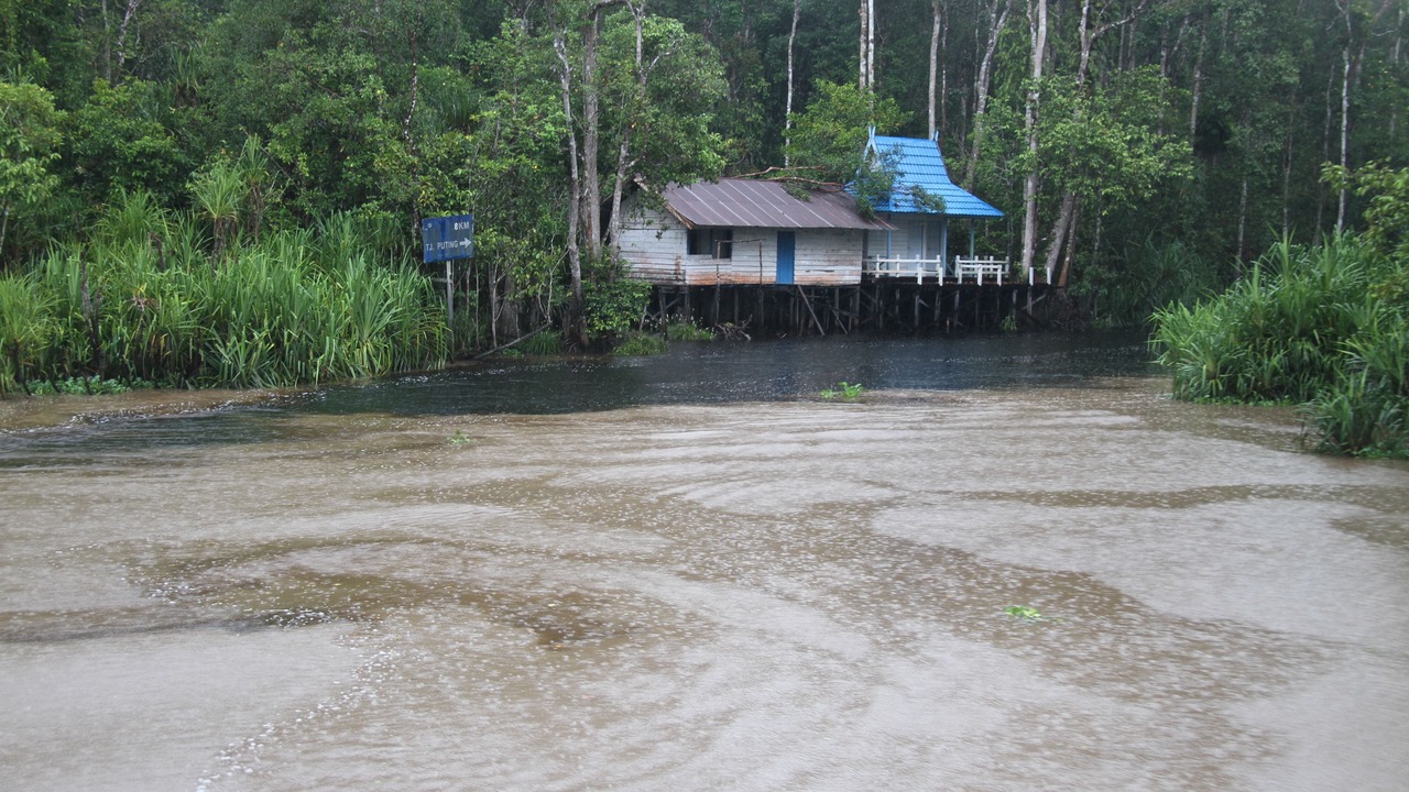 Photo of Others in Kumai