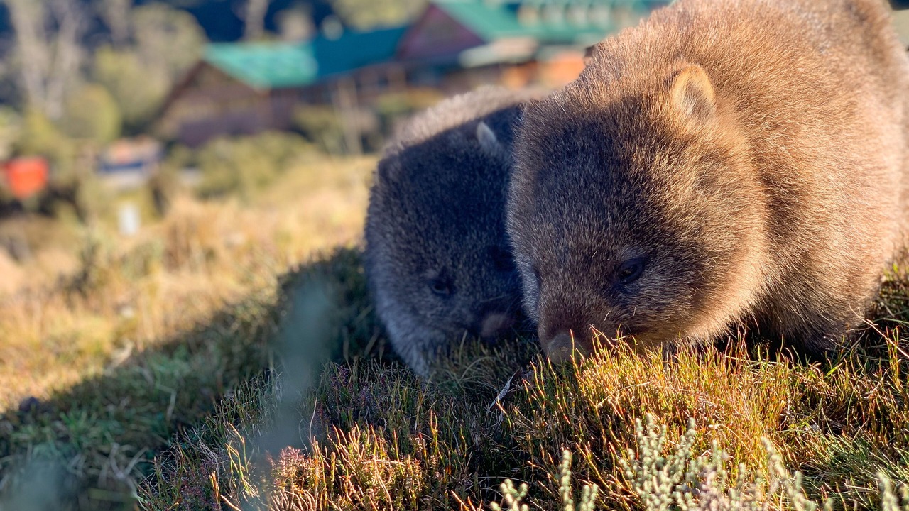 Photo of Others in Cradle Mountain