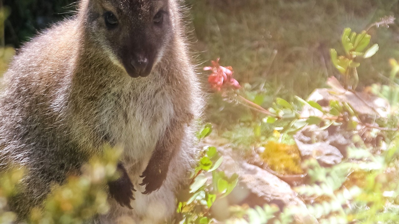 Photo of Others in Cradle Mountain