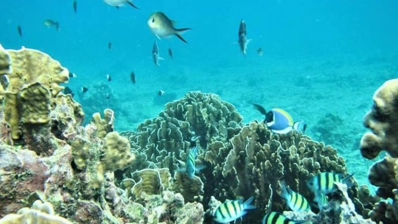 Photo of Others in Sabang