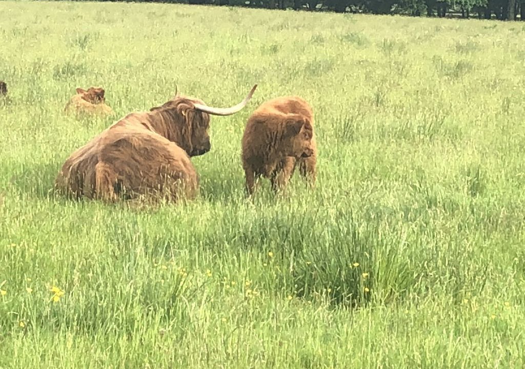 Photo of Outdoor in Strathcarron