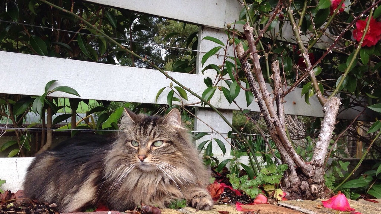 Photo of Outdoor in Waimauku
