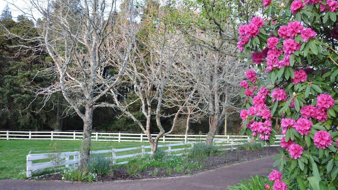 Photo of Outdoor in Waimauku