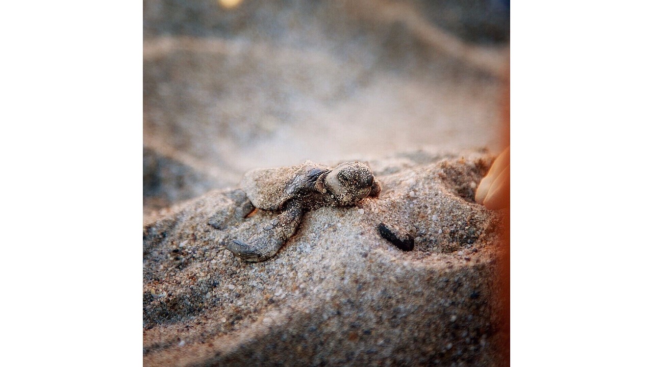 Photo of Others in Gerani