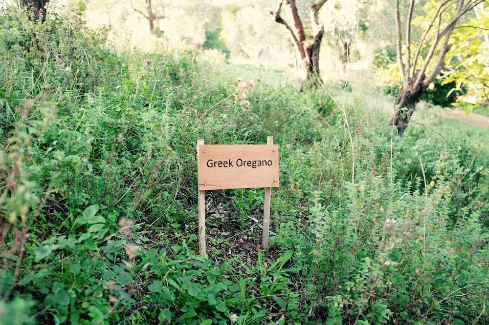 Photo of Outdoor in Troulos