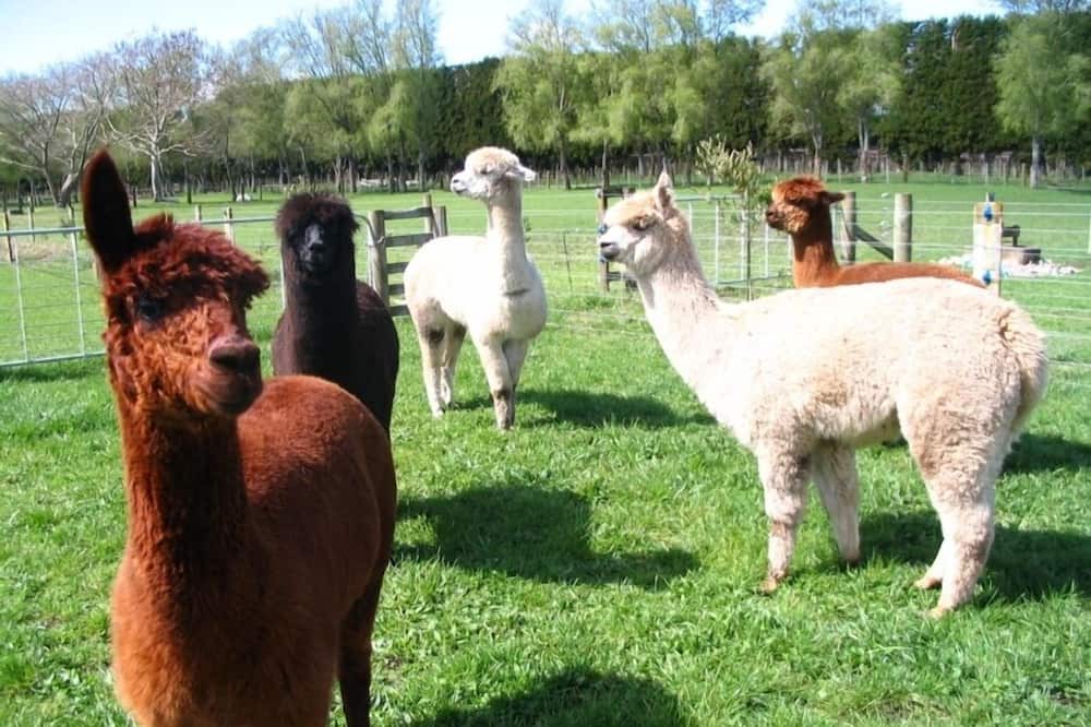 Photo of Others in Awakeri