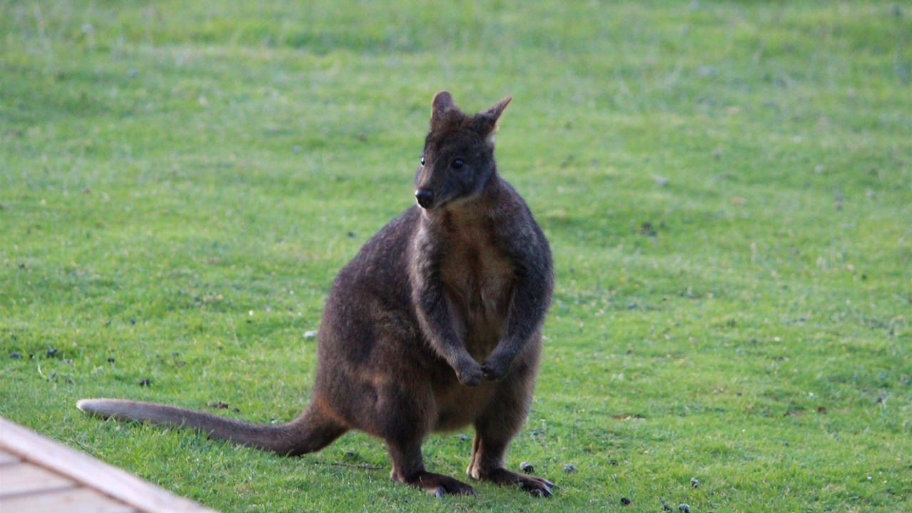 Photo of Outdoor in Cygnet