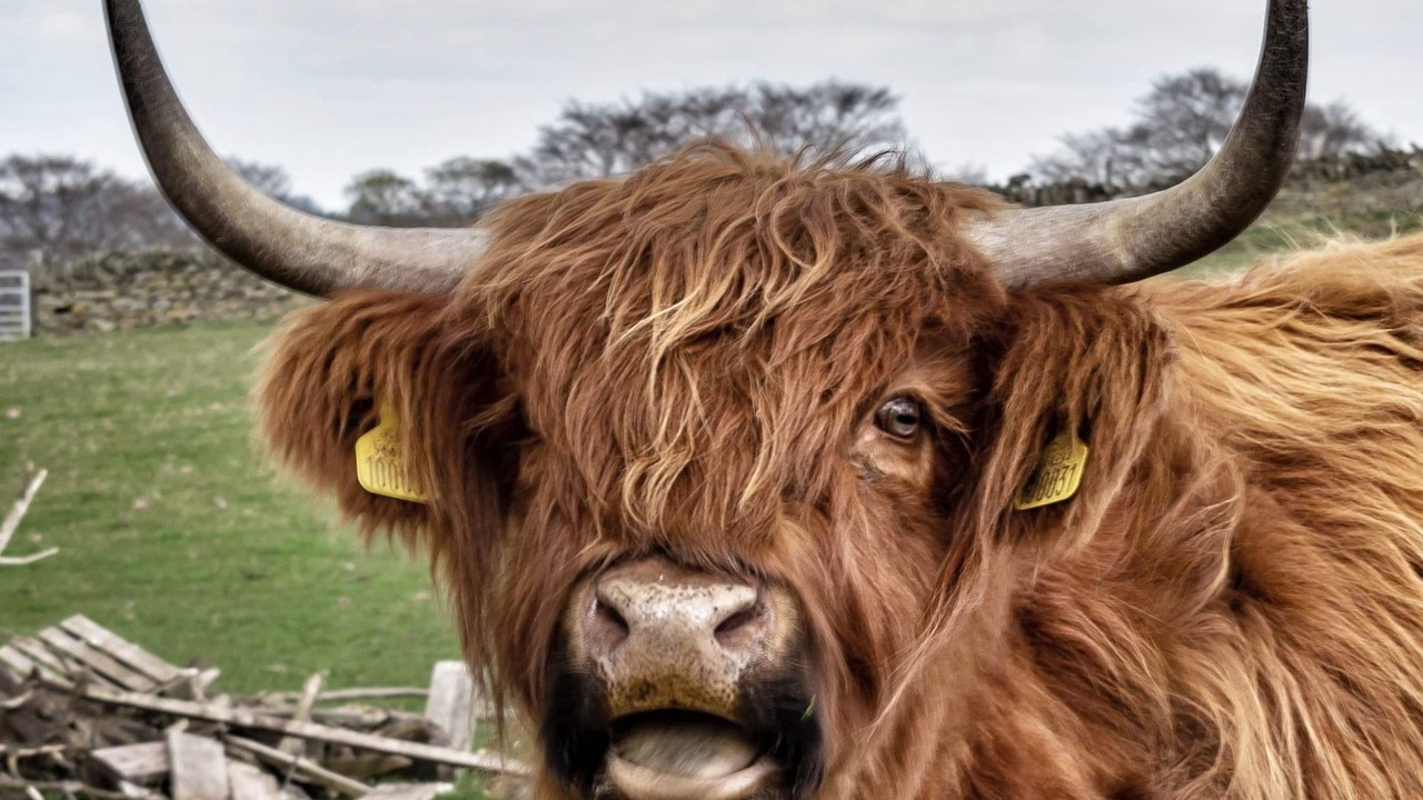 Photo of Others in Forfar