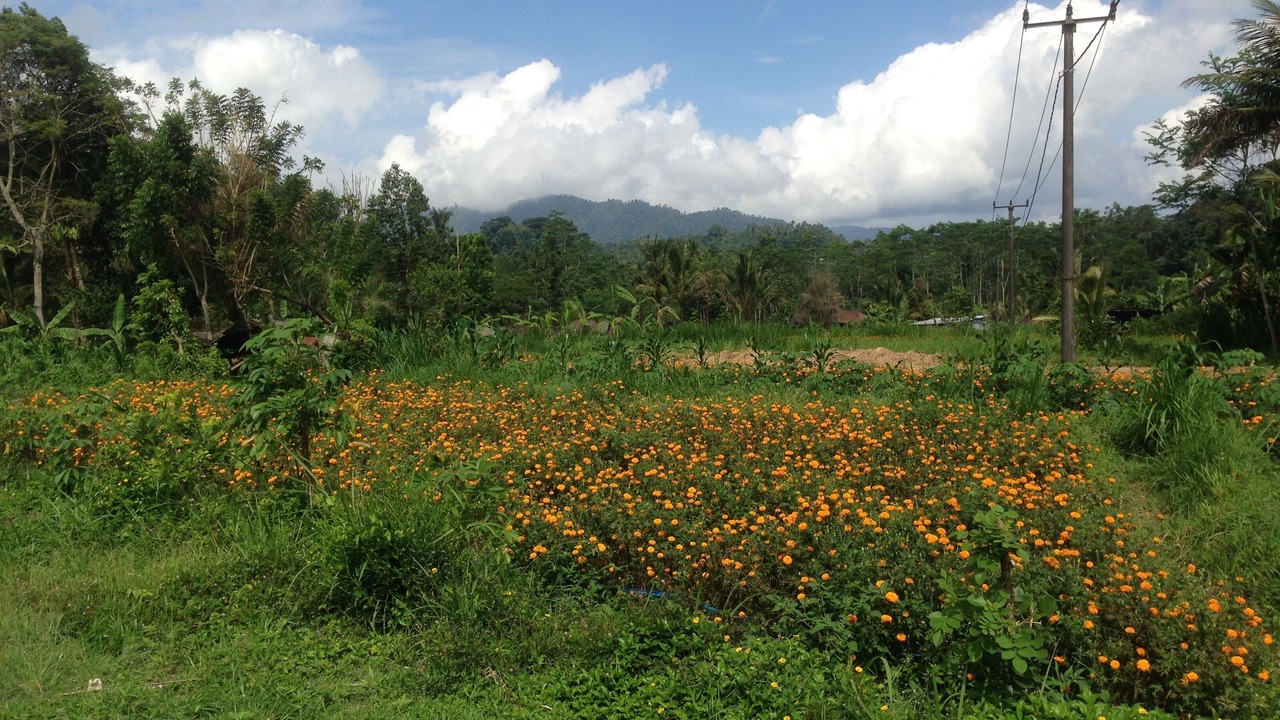 Photo of Outdoor in Selat