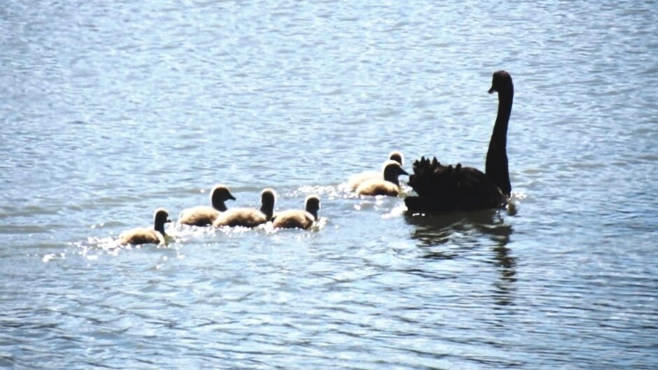 Photo of Others in Palliser Bay