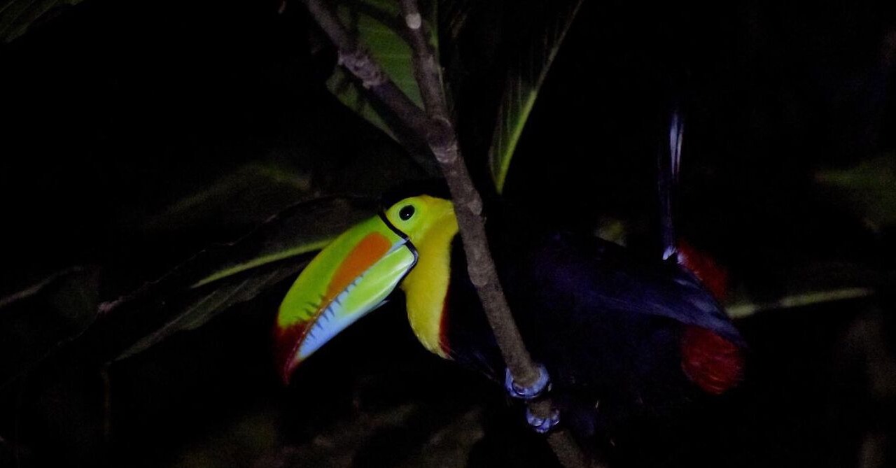 Photo of Others in Tortuguero