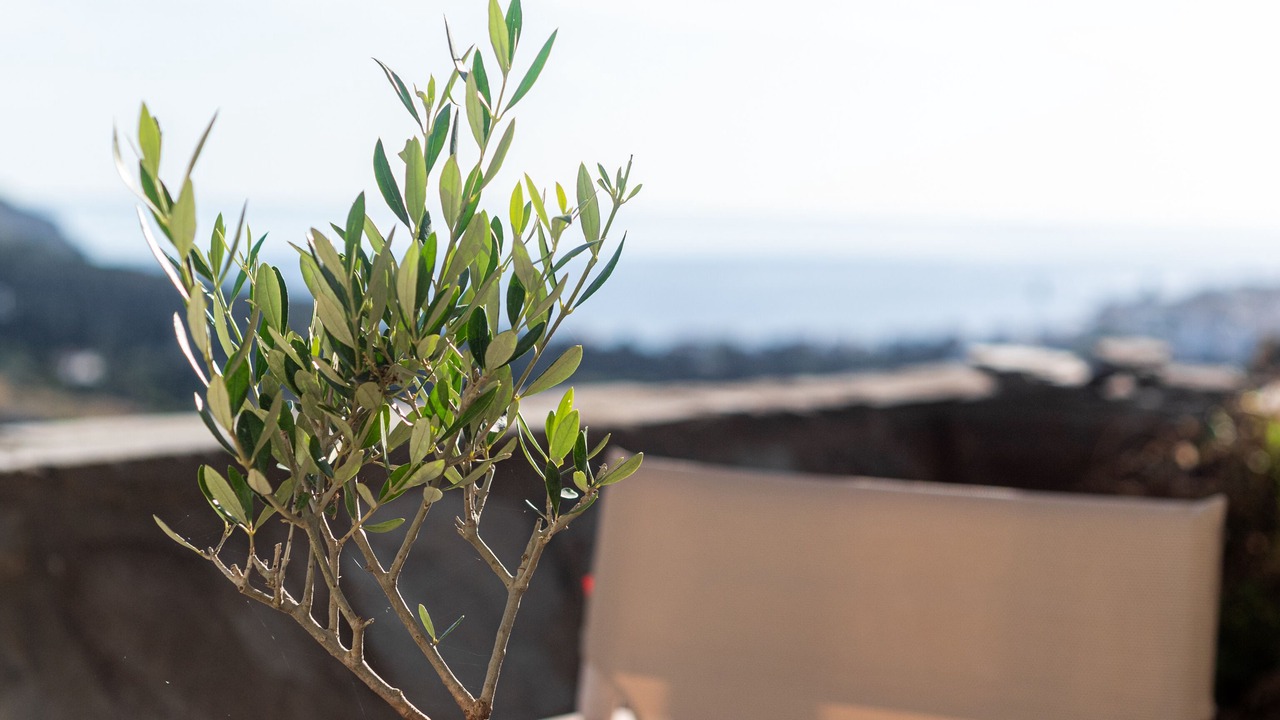 Photo of Others in Andros Town