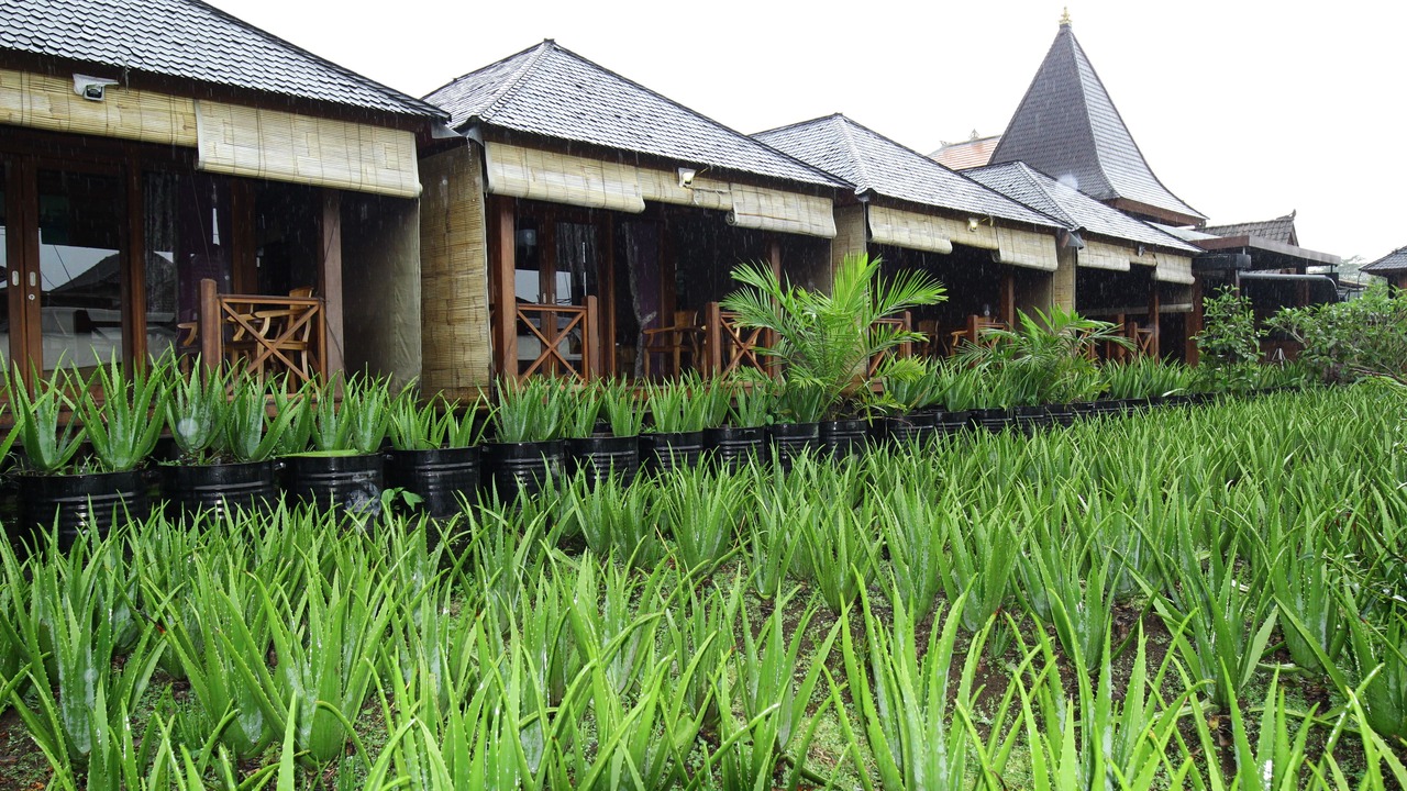 Photo of Outdoor in Besakih