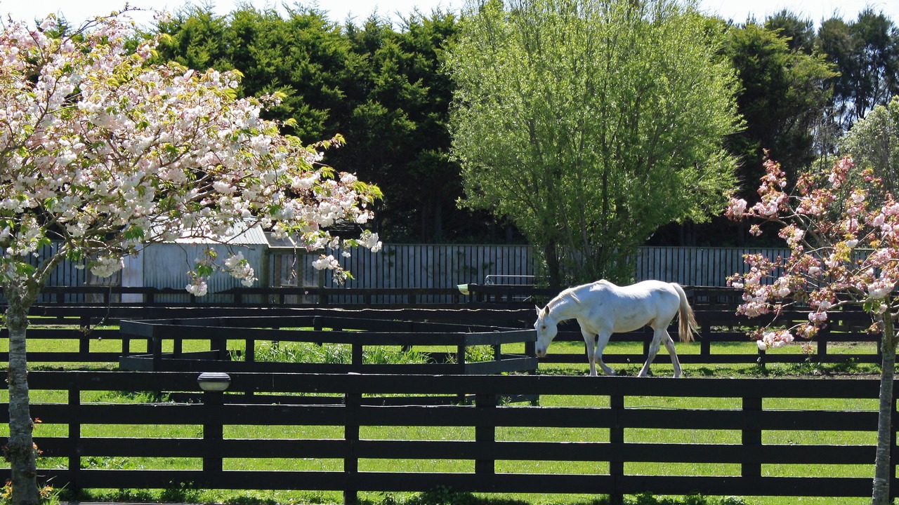 Photo of Outdoor in Hawera