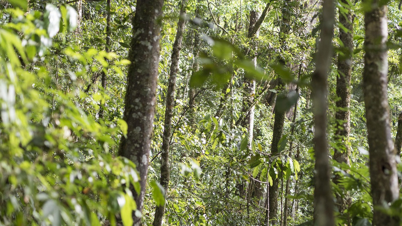 Photo of Outdoor in Copey