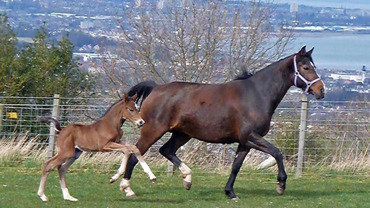 Photo of Others in Musselburgh
