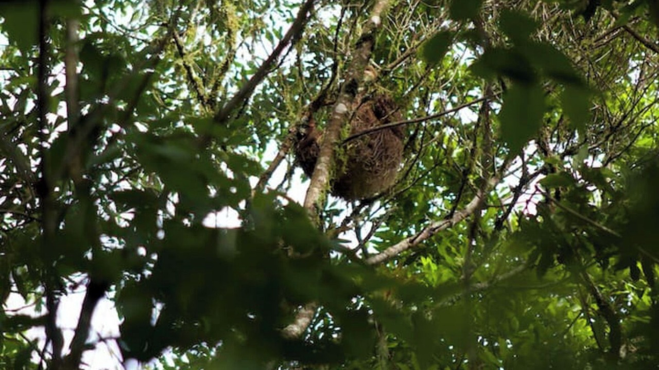 Photo of Others in Roble