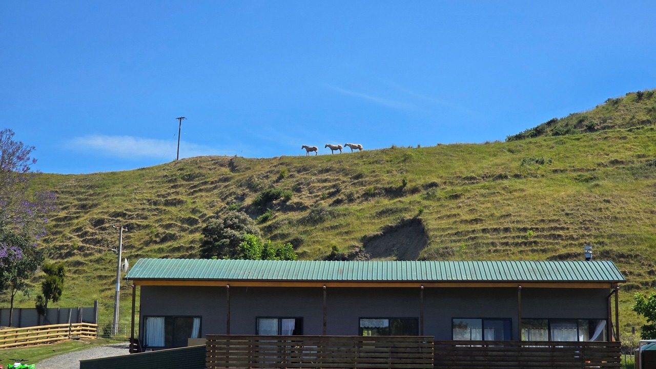 Photo of Outdoor in Tolaga Bay