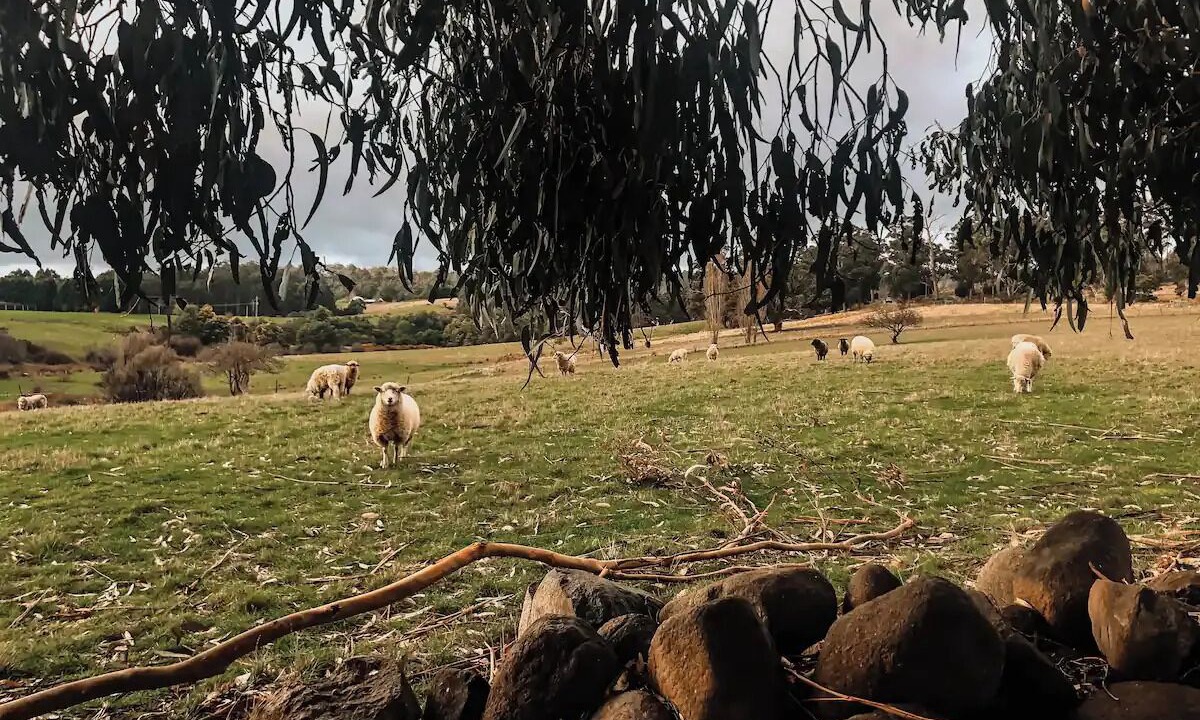 Photo of Others in Lower Wattle Grove