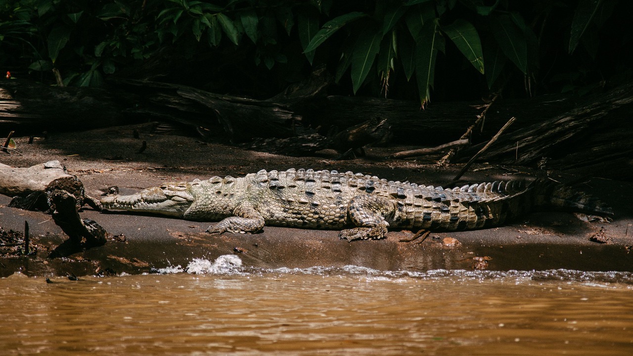 Photo of Others in Tortuguero