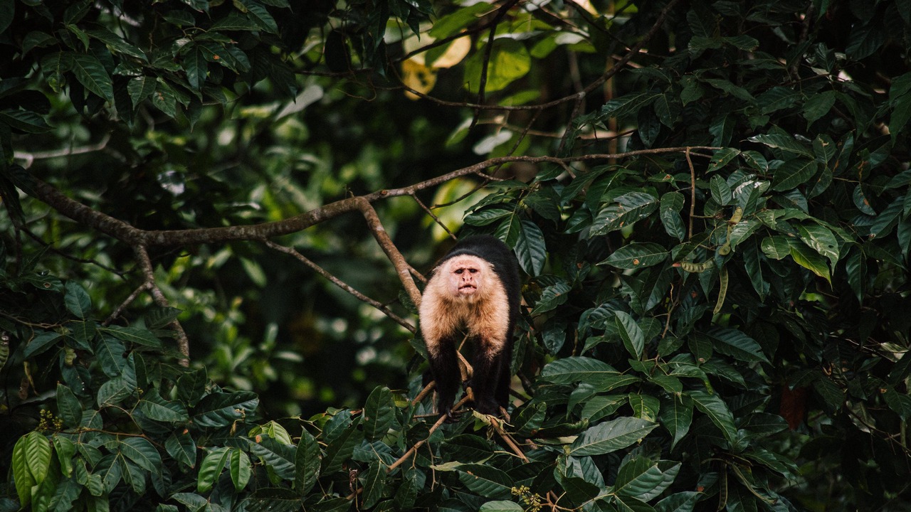 Photo of Others in Tortuguero